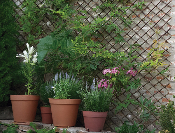 CELOSIA EXTENS MIMBRE CIPRES 250006 NOVARTIX 1X1,5M