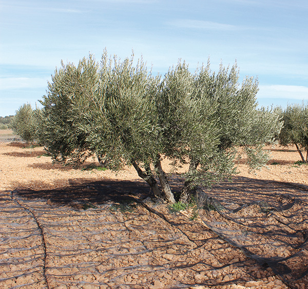 MANTA RECOGER OLIVA/ALMENDRA NEGRO PG1004 PROFER GREEN 4X8 M