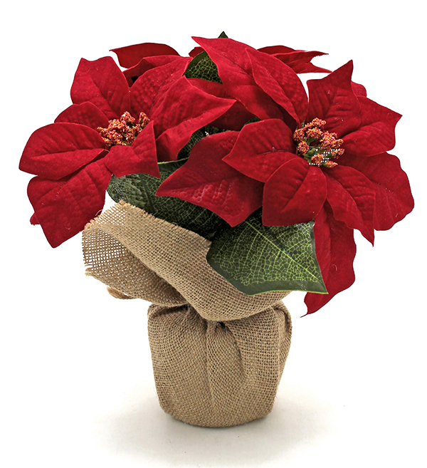 MACETA POINSETIA C/SACO 6613117 SINDER 26 CM